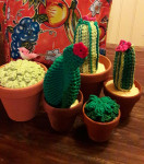 Prachtige cactussen van het Haakpakket van Hardicraft